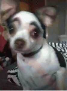 ​吉娃娃的寿命一般是多久时间（吉娃娃步入老年的几大特征）