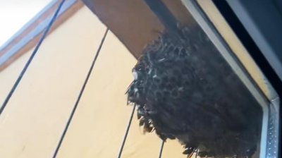 ​马蜂窝怎么处理最安全（家里有马蜂窝3种方法轻松解决）