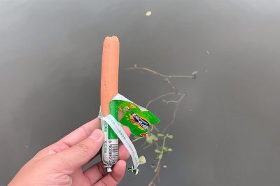 ​火腿肠钓鱼效果怎样（火腿肠钓鱼心得体会与效果分析）