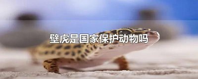 ​壁虎是国家保护动物吗