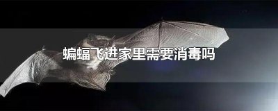 ​蝙蝠飞进家里需要消毒吗