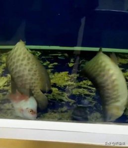 ​鱼翻肚子了还能救活吗（观赏鱼翻肚子的原因有哪些）