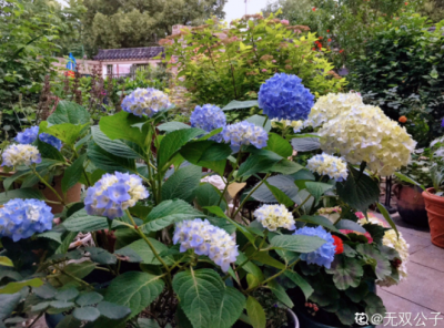 ​绣球调蓝色的常用方法（绣球花的调蓝最佳秘诀和过程）