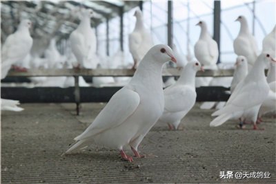 ​信鸽和普通鸽子的区别（信鸽和普通鸽子的异同点有哪些）