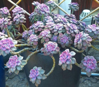 ​紫乐叶子变软起皱怎么回事（紫乐多肉叶片变软变薄的误区）