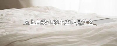 ​床上有极小的小虫爬是什么