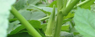 ​秋葵什么时候播种育苗最好（南北方秋葵种植时间及方法）