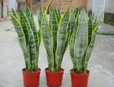 ​虎皮兰有毒吗（绿植虎皮兰盆栽能放卧室养吗）