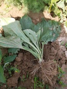 ​车前草有几个品种（农村常见的车前草竟然成了宝贝）