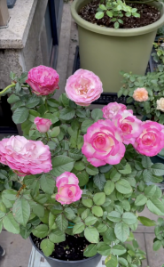 ​糖果雪山月季的优缺点介绍（小型灌木月季糖果雪山特点）