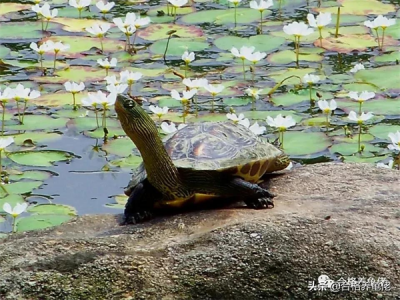 ​乌龟要经常晒太阳吗（乌龟在太阳下暴晒中暑怎么治疗）