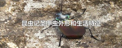 ​昆虫记圣甲虫外形和生活特征