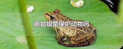 ​癞蛤蟆是保护动物吗