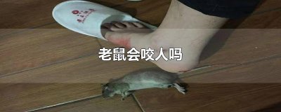​老鼠会咬人吗