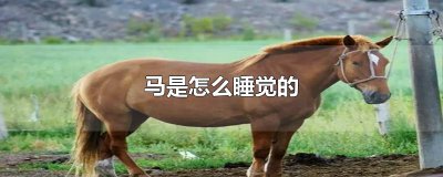 ​马是怎么睡觉的