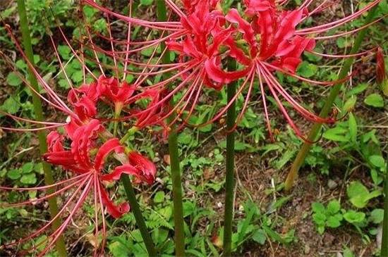 彼岸花怎么养（图）(图4)