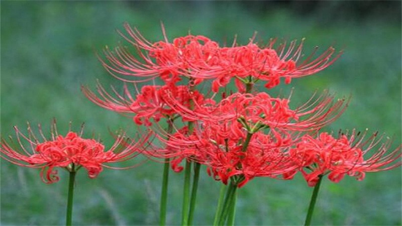 彼岸花怎么养（图）(图2)