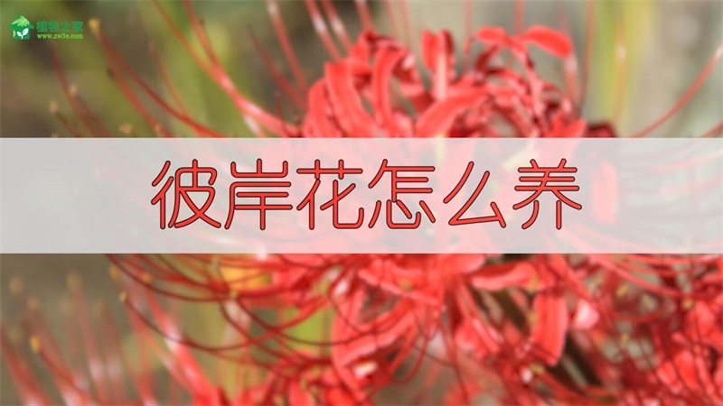 彼岸花怎么养（图）(图1)