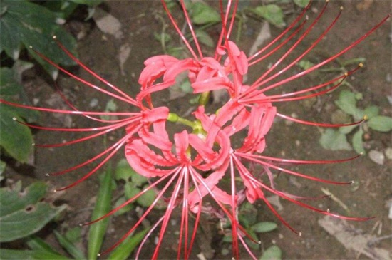 彼岸花怎么养（图）(图3)