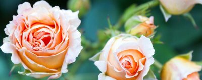 ​牡丹怎样种植