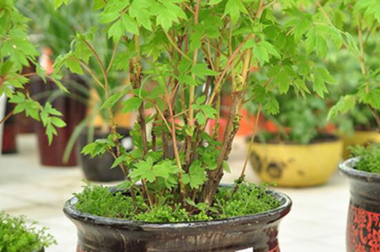 牡丹怎样种植(图2)