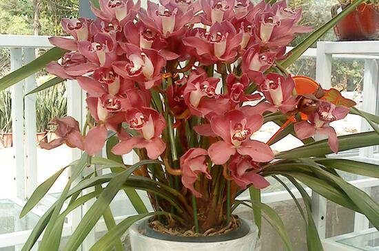 牡丹怎样种植(图3)