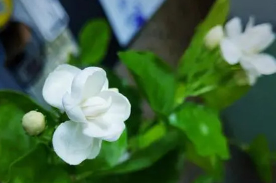 茉莉花开花期间怎么养护(图4)