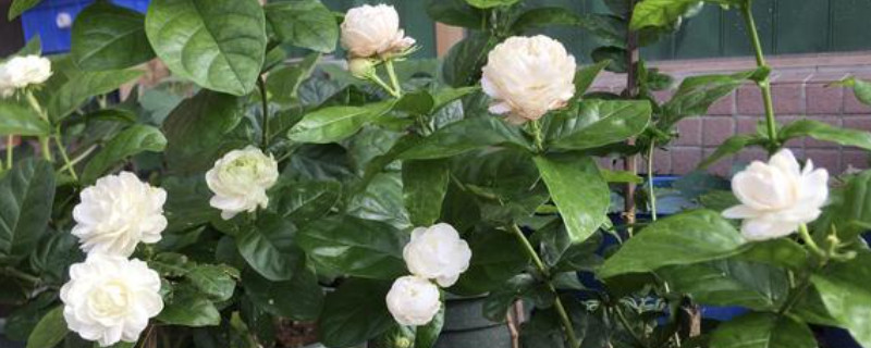 茉莉花开花期间怎么养护(图1)