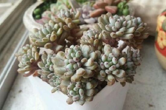 多肉种子的种植方法和注意事项(图3)