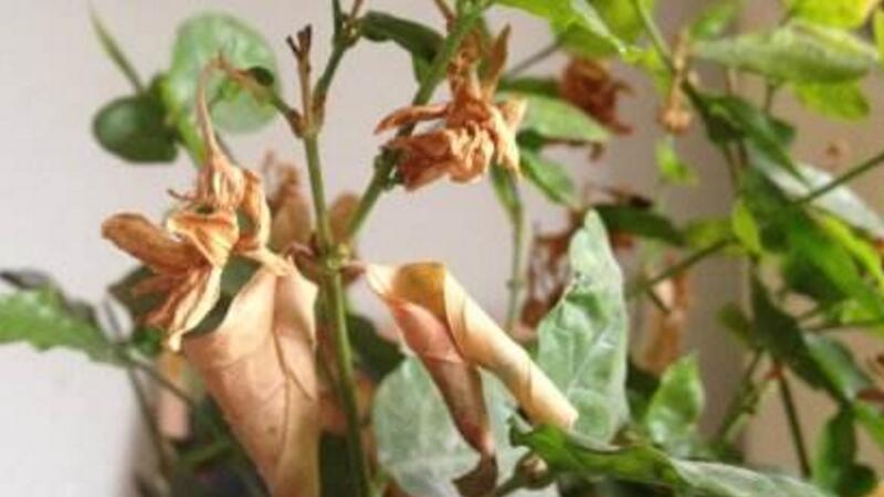 茉莉花叶子发黑怎么回事(图1)