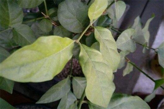 茉莉花叶子发黑怎么回事(图3)