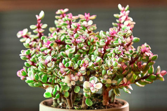 金技王叶养殖方法(图3)