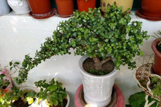 金技王叶养殖方法(图2)