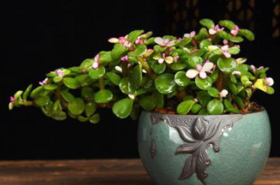 金技王叶养殖方法(图4)