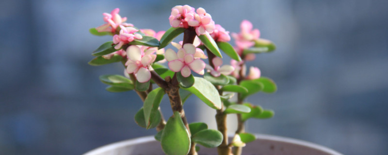 金技王叶养殖方法(图1)