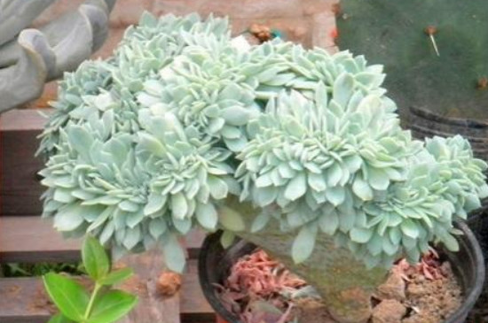 绿蔷薇多肉的养殖方法和注意事项(图4)