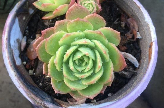 绿蔷薇多肉的养殖方法和注意事项(图3)