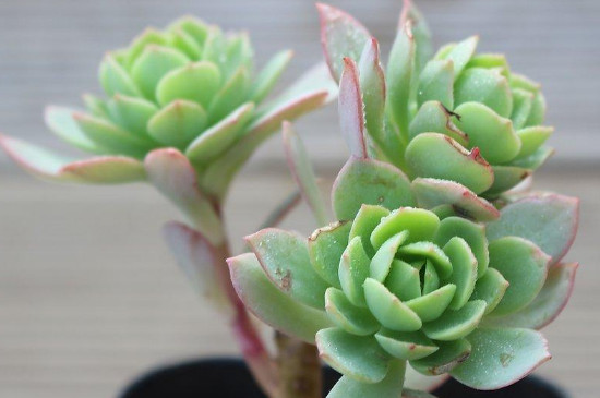 绿蔷薇多肉的养殖方法和注意事项(图2)