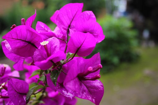 bougainvillea-2477086__340.jpg