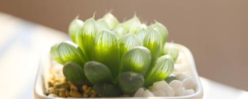 玉露怎么养才能饱满通透(图1)