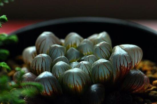 玉露怎么养才能饱满通透(图3)