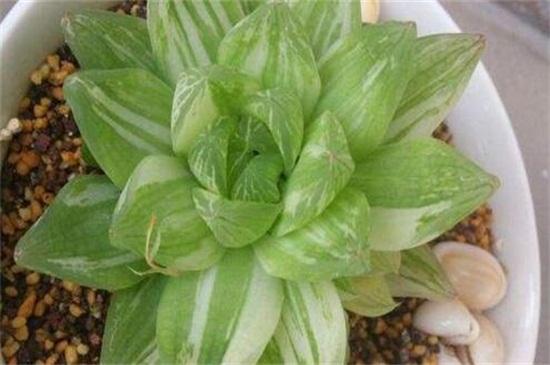 玉露怎么养才能饱满通透(图2)