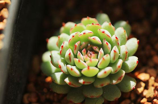 多肉上长白色霉斑要怎么处理(图2)