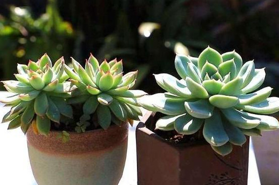 多肉上长白色霉斑要怎么处理(图3)