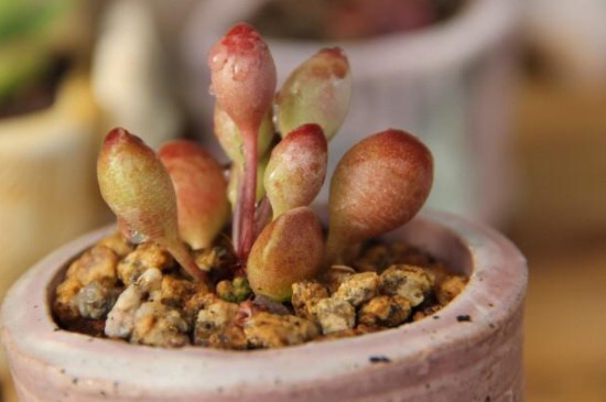 海豹多肉的养殖方法和注意事项(图2)