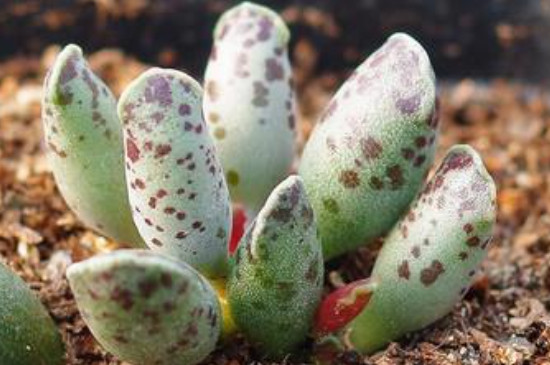 海豹多肉的养殖方法和注意事项(图4)