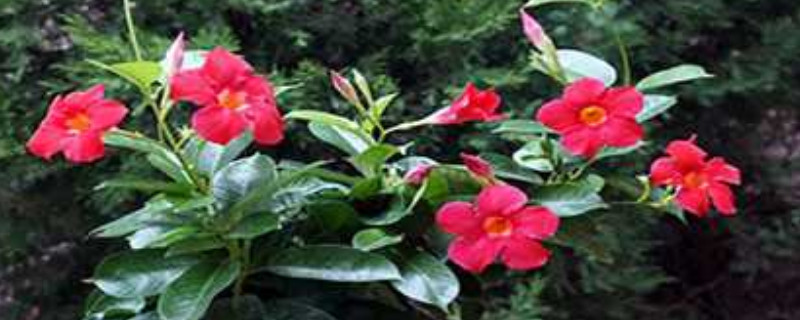 双喜藤和飘香藤的区别(图1)