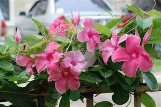 双喜藤和飘香藤的区别(图3)