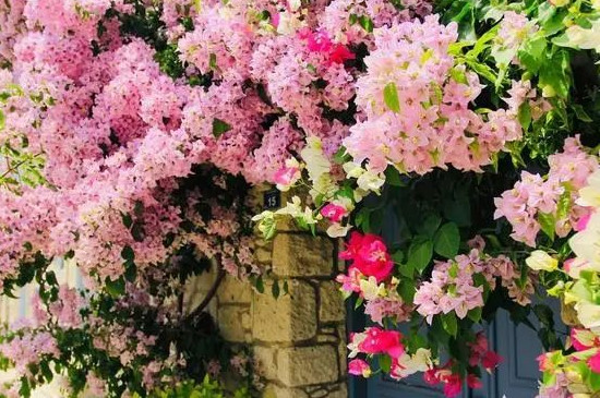 双喜藤和飘香藤的区别(图4)