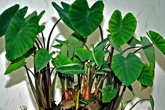 芋头发芽了怎么种盆栽 养护方法是什么